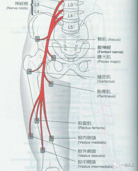 鐵腰板治療儀有沒(méi)有效果? - 